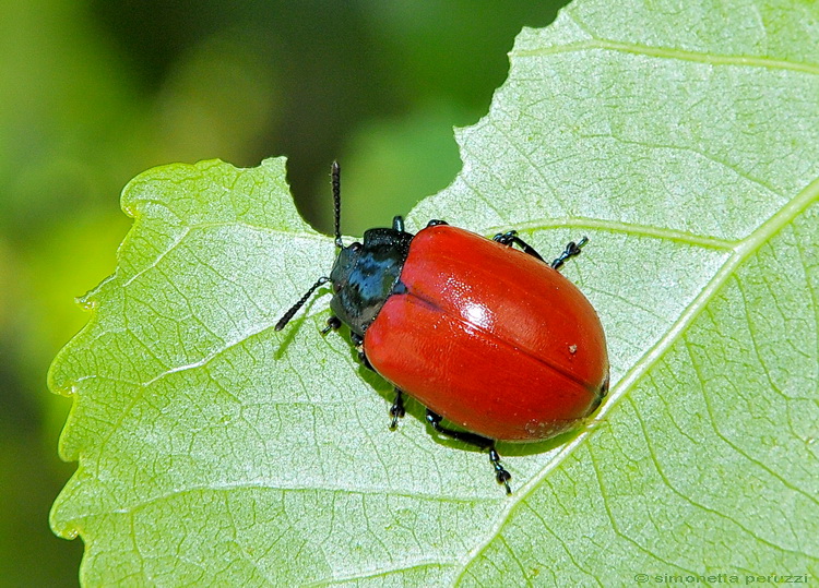 Chrysomela populi ?